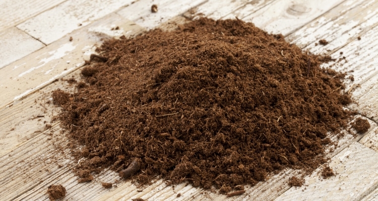 Sphagnum peat moss close up